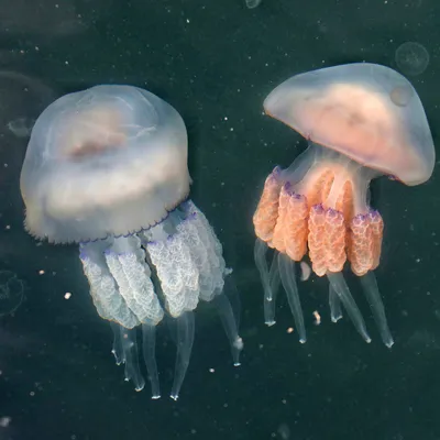 медузы синие молнии ядовитые медузы в темной глубокой воде Иллюстрация  штока - иллюстрации насчитывающей аквариум, природа: 270124312