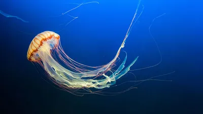 сияющие ядовитые медузы, плавающие в подводных океанах или морях.  экзотическое существо с аквариумом с энергетическим неоновым све  Иллюстрация штока - иллюстрации насчитывающей океан, неон: 270666190