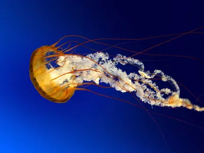 В Азовское море вернулись ядовитые медузы: что делать, если ужалила |  Портал Акцент