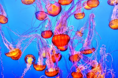 Обнаружен новый вид опасных ядовитых медуз: Наука: Наука и техника: Lenta.ru