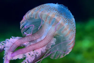 яркие ядовитые медузы плавают в синей воде под водой под фоном, закрывая  генеративный ай Стоковое Фото - изображение насчитывающей миролюбивый,  медузы: 277306998