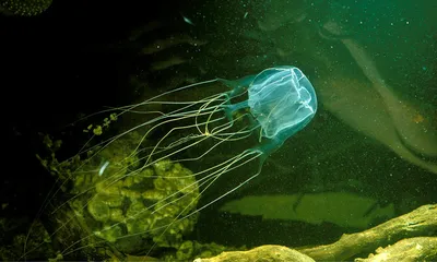 Ядовитые и полезные медузы» — создано в Шедевруме