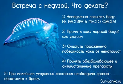 Руководство по медузам в Средиземноморье и лечение укусов