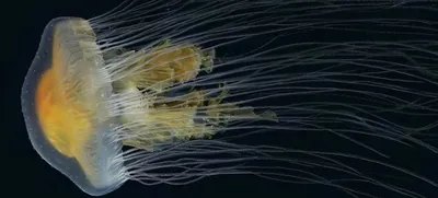 Нашествие медуз в таиланде сезон дождей укус медузы смертельно