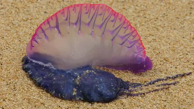 сияющие ядовитые медузы, плавающие в подводных океанах или морях.  экзотическое существо с аквариумом с энергетическим неоновым све  Иллюстрация штока - иллюстрации насчитывающей отрава, аквариум: 270666222