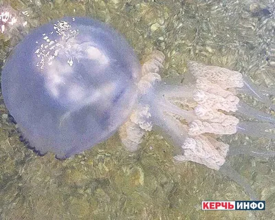 Будьте осторожны – ядовитые медузы на пляжах Пхукета | Новости Таиланда