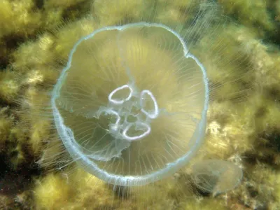 Маленькие коричневые медузы в азовском море - 68 фото