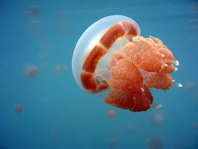 реалистичные медузы синие молнии ядовитые медузы в темной глубокой воде с  блестящим планктонским океаническим существом Иллюстрация штока -  иллюстрации насчитывающей свет, глубоко: 273725579