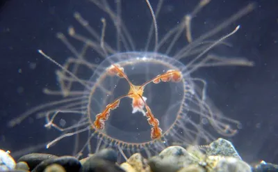 Медузы на Черном море — GrandAsteri