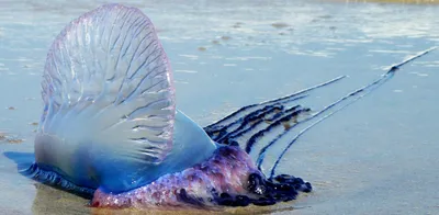 Самые опасные медузы, которые живут в море - Рамблер/путешествия