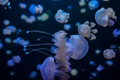 Азовское море атакуют ядовитые медузы | Керчь инфо | Дзен
