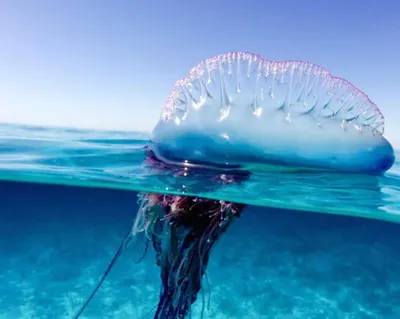 Ядовитые медузы Черного моря. - YouTube