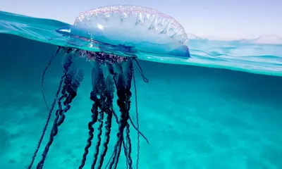Ядовитые медузы Pelagia noctiluca добрались до берегов Лимассола - Новости  Кипра