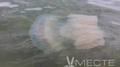 Медузы Опасные Ядовитые Медуза — стоковые фотографии и другие картинки Без  людей - Без людей, Вода, Глубокий - iStock