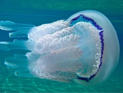 Есть ли опасные медузы в Чёрном море? | Travelblog | Дзен
