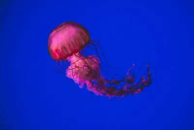 Есть и ядовитые»: Азовское море заполонили гигантские медузы - KP.RU