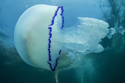 Ядовитые медузы атакуют пляжи в Приморье :: Новости :: ТВ Центр