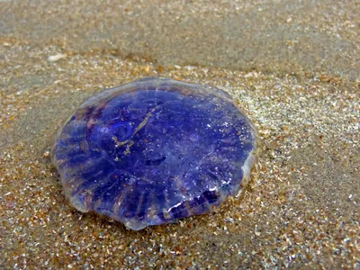 Как отличить опасную медузу на Черном море - Рамблер/путешествия