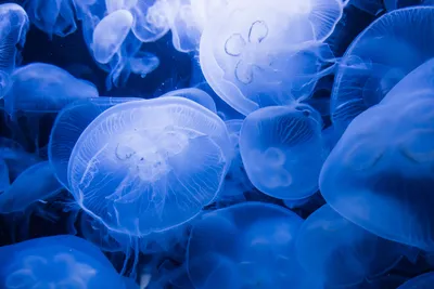 Подросток пошел плавать в океан и умер от укуса медузы: Происшествия:  Путешествия: Lenta.ru