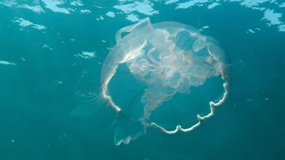 Голубая медуза в черном море (61 фото) - 61 фото