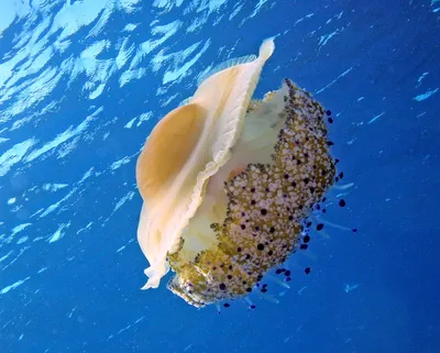В Азовском море появились ядовитые медузы весом до 10 кило | DonPress.com