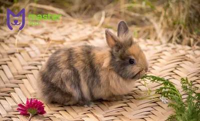 Чем кормить декоративного кролика НЕЛЬЗЯ!