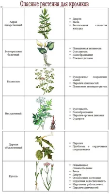 Какую траву давать кроликам можно и какую нельзя: списки с фото | «Твой  Кролик»