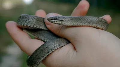 Какие опасные змеи водятся в Ростовской области и как их узнать: ответы  учёного ЮФУ