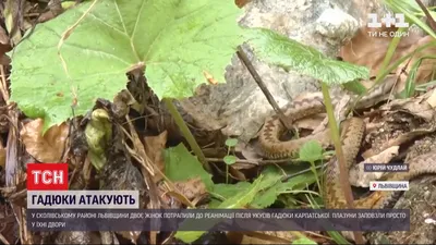 Осторожно: гадюки проснулись в Нижегородской области (ФОТО, ВИДЕО)