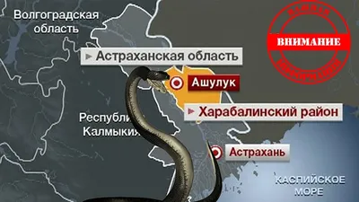 Реликтовый узорчатый полоз живет в Змеином затоне Самарской Луки