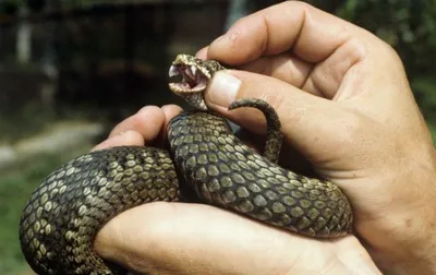 Ядовитые змеи украины фотографии