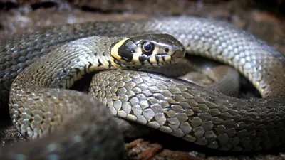 Змеи проснулись в Украине - как отличить гадюку от неопасных видов, фото |  Стайлер