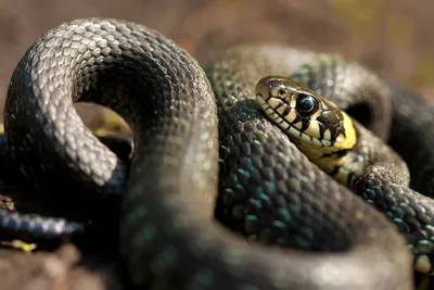Нашествие змей: какие гадюки самые опасные и ядовитые (ФОТО) | Gorsovet
