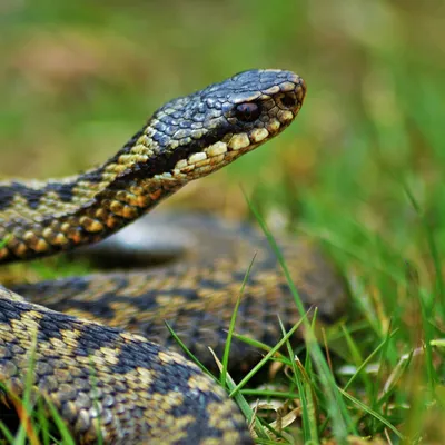 Ядовитые змеи стали чаще нападать: Флорида и Техас в зоне риска - ForumDaily