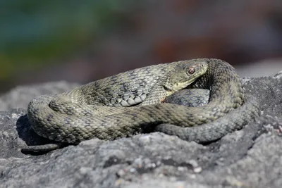 Специалисты рассказали, где живут ядовитые змеи на Донетчине и что делать  при укусе (видео) – Східний Варіант