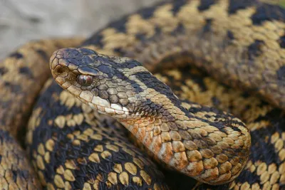 Самые Ядовитые змеи в Украины | Доказано фактом | Дзен