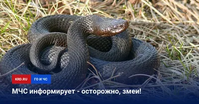 34 человека в Ростовской области атаковали ядовитые змеи и пауки