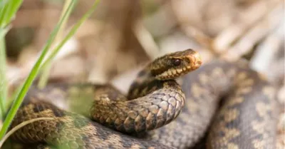 Змеи в Днепре – ученые объяснили, ядовиты ли они - 24 Канал