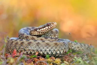 Самые Ядовитые змеи в Украины | Доказано фактом | Дзен