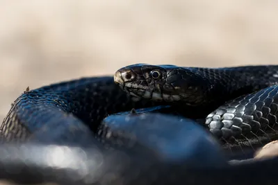 Ученые открыли новый вид змеи Demansia cyanochasma – где водится