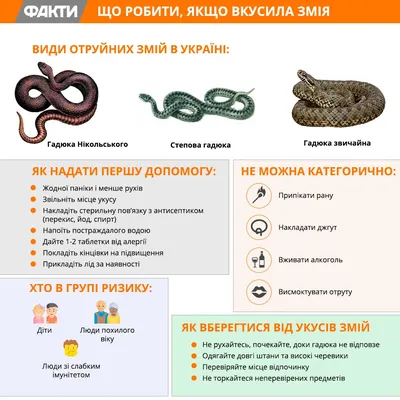 Ядовитые змеи: какие водятся в Украине и что делать при укусе (ИНФОГРАФИКА)  | Здоровье