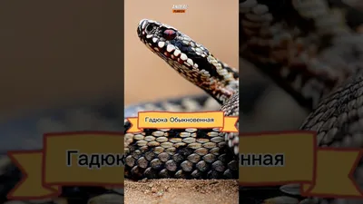 Какие змеи живут в Днепре и области: кого стоит бояться - Новости Каменского