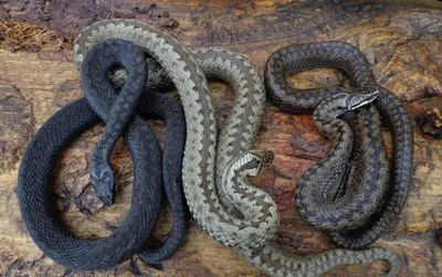 Змеиный сезон: что делать при встрече со змеей и при ее укусе