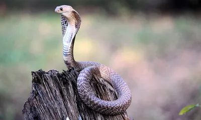 Самые ядовитые змеи