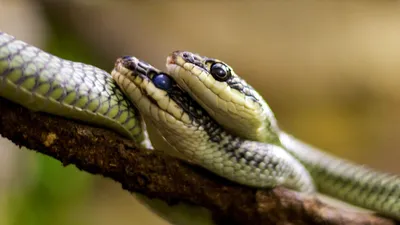 Жителей Подмосковья предупредили о появлении ядовитых змей в лесах региона  - РИА Новости, 04.04.2023