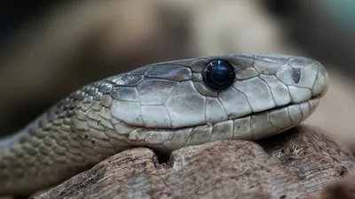 Биологи открыли новый вид ядовитых змей с «ресничками»