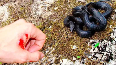 Зоолог рассказал, где в Петербурге и Ленобласти можно встретить ядовитых  змей