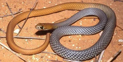 Как отличить ядовитую змею от неядовитой: названы основные внешние отличия