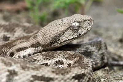 В квартире француза нашли 14 видов самых ядовитых змей