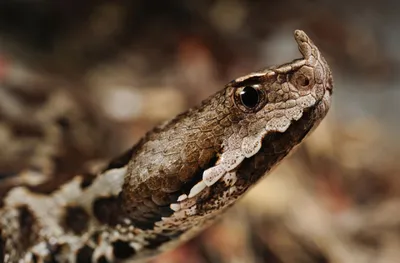 Ядовитые змеи России с фото и названиями: 6 самых опасных видов | Вокруг  Света